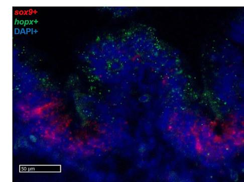 Thick Sections Workflow.docx