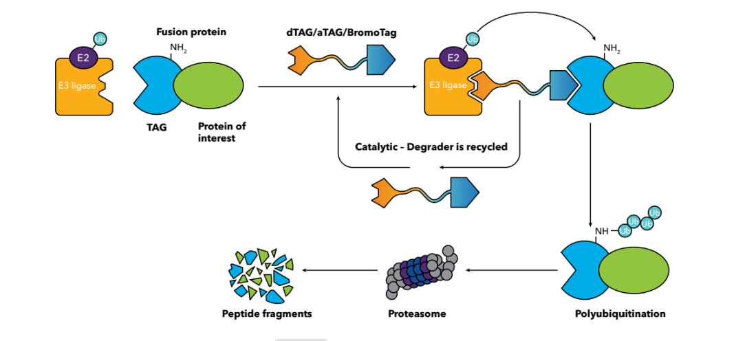 Targeted Protein Degradation | Bio-techne.com